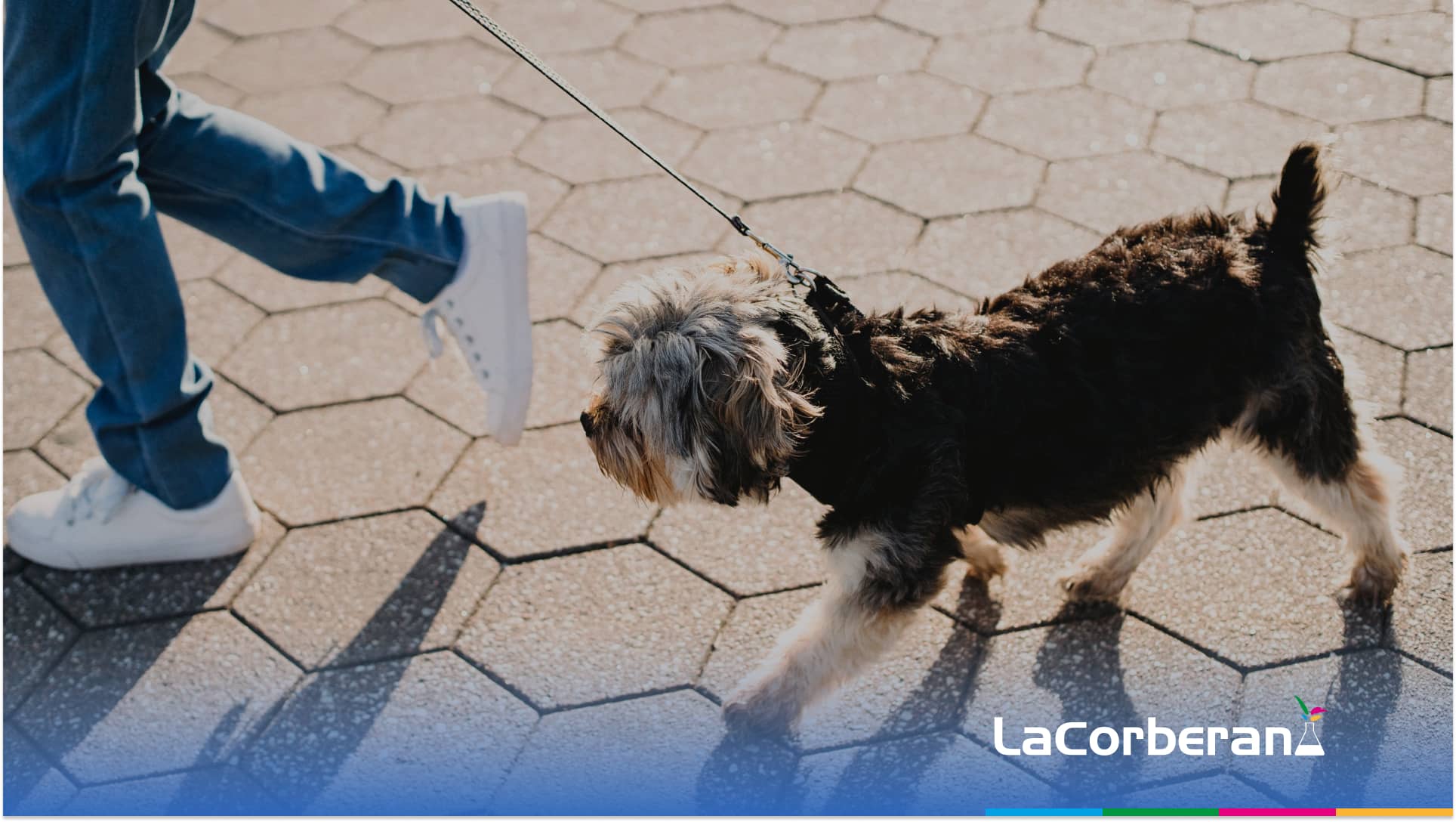 Cómo evitar que los perros orinen en la fachada. Producto infalible –  lacorberana