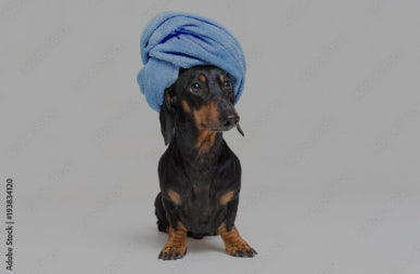 productos de limpieza para mascotas, perros y gatos